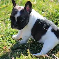 Brindle Piebald Boy 2, a male French Bulldog for sale in Mount Vernon, MO – 1 of 5