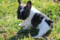 Brindle Piebald Boy 2, a male French Bulldog for sale in Mount Vernon, MO – Photo 1 of 5