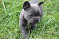 Blue Female , a female French Bulldog for sale in Mount Vernon, MO – 4 of 7