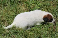 Red Female #4, a female Australian Cattle Dog for sale in Mount Vernon, MO – 7 of 9