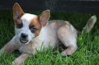 Red Female, a female Australian Cattle Dog for sale in Mount Vernon, MO – 1 of 7