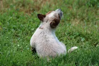Red Girl , a female Australian Cattle Dog for sale in Mount Vernon, MO – 3 of 5