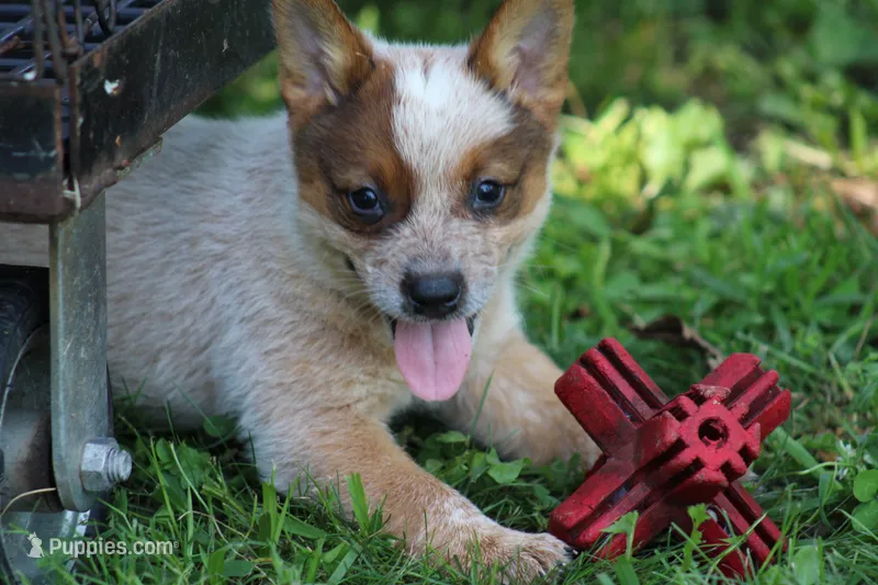 Red Female #5 – Australian Cattle Dog puppy for sale in Mount Vernon, MO