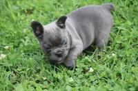 Blue Female , a female French Bulldog for sale in Mount Vernon, MO – 6 of 7