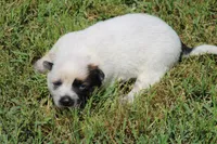 Red Female #3, a female Australian Cattle Dog for sale in Mount Vernon, MO – 5 of 10