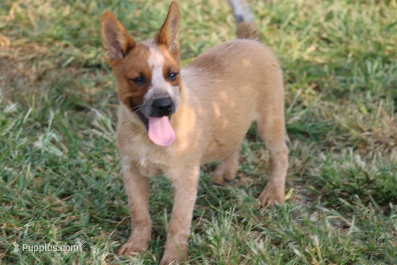 Red Female #2 – Australian Cattle Dog puppy for sale in Mount Vernon, MO