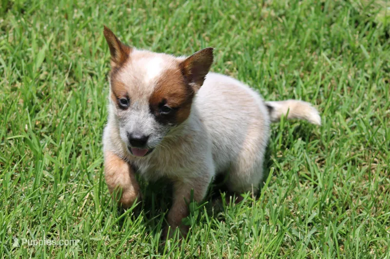 Red Girl  – Australian Cattle Dog puppy for sale in Mount Vernon, MO