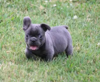 Tiny Tot, a male French Bulldog for sale in Mount Vernon, MO – 4 of 7