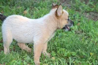 Red Female #3, a female Australian Cattle Dog for sale in Mount Vernon, MO – 2 of 6