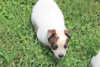 Red Male #2, a male Australian Cattle Dog for sale in Mount Vernon, MO – 2 of 8