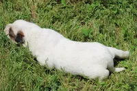 Red Female #5, a female Australian Cattle Dog for sale in Mount Vernon, MO – 8 of 10