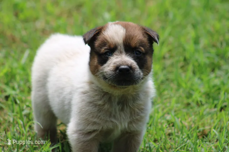Red Male #1 – Australian Cattle Dog puppy for sale in Mount Vernon, MO
