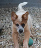 Red Male #3, a male Australian Cattle Dog for sale in Mount Vernon, MO – 4 of 10