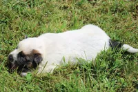 Red Female #3, a female Australian Cattle Dog for sale in Mount Vernon, MO – 3 of 10