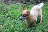 Red Female #4, a female Australian Cattle Dog for sale in Mount Vernon, MO – 7 of 10