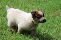 Red Male #1, a male Australian Cattle Dog for sale in Mount Vernon, MO – 7 of 9