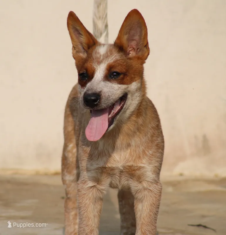 Red Female #5 – Australian Cattle Dog puppy for sale in Mount Vernon, MO