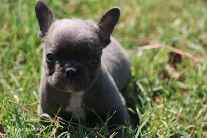 Blue Boy – French Bulldog puppy for sale in Mount Vernon, MO