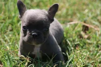 Blue Boy, a male French Bulldog for sale in Mount Vernon, MO – 1 of 6