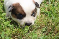 Red Female #5, a female Australian Cattle Dog for sale in Mount Vernon, MO – 1 of 10