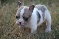 Blue Merle Piebald , a male French Bulldog for sale in Mount Vernon, MO – 6 of 10