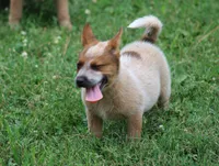 Red Female #2, a female Australian Cattle Dog for sale in Mount Vernon, MO – 8 of 9
