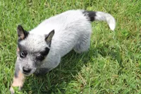 Blue Male , a male Australian Cattle Dog for sale in Mount Vernon, MO – 8 of 9