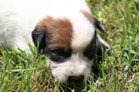 Red Female #4, a female Australian Cattle Dog for sale in Mount Vernon, MO – 3 of 9