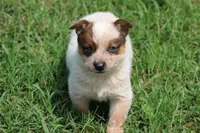 Red Female #5, a female Australian Cattle Dog for sale in Mount Vernon, MO – 3 of 8