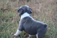 Blue With White Collar, a male French Bulldog for sale in Mount Vernon, MO – 6 of 6