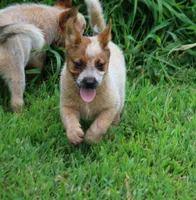 Red Female #2, a female Australian Cattle Dog for sale in Mount Vernon, MO – 7 of 9