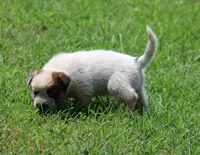 Red Male #3, a male Australian Cattle Dog for sale in Mount Vernon, MO – 2 of 9