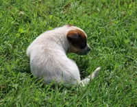 Red Female #4, a female Australian Cattle Dog for sale in Mount Vernon, MO – 4 of 7
