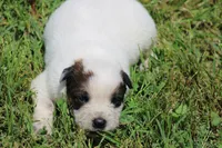 Red Male #2, a male Australian Cattle Dog for sale in Mount Vernon, MO – 2 of 8