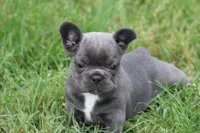 Blue Female , a female French Bulldog for sale in Mount Vernon, MO – 2 of 7