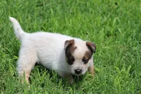Red Male #2, a male Australian Cattle Dog for sale in Mount Vernon, MO – 7 of 8