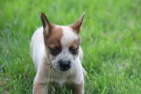 Red Female #4, a female Australian Cattle Dog for sale in Mount Vernon, MO – 7 of 9