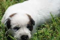 Red Male #3, a male Australian Cattle Dog for sale in Mount Vernon, MO – 2 of 8
