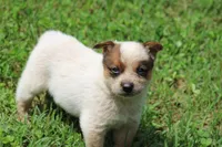 Red Female #5, a female Australian Cattle Dog for sale in Mount Vernon, MO – 8 of 8