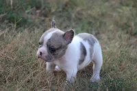 Blue Merle Piebald , a male French Bulldog for sale in Mount Vernon, MO – 7 of 10