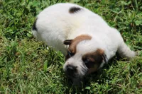 Red Female #2, a female Australian Cattle Dog for sale in Mount Vernon, MO – 5 of 8