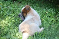 Red Male #3, a male Australian Cattle Dog for sale in Mount Vernon, MO – 7 of 10