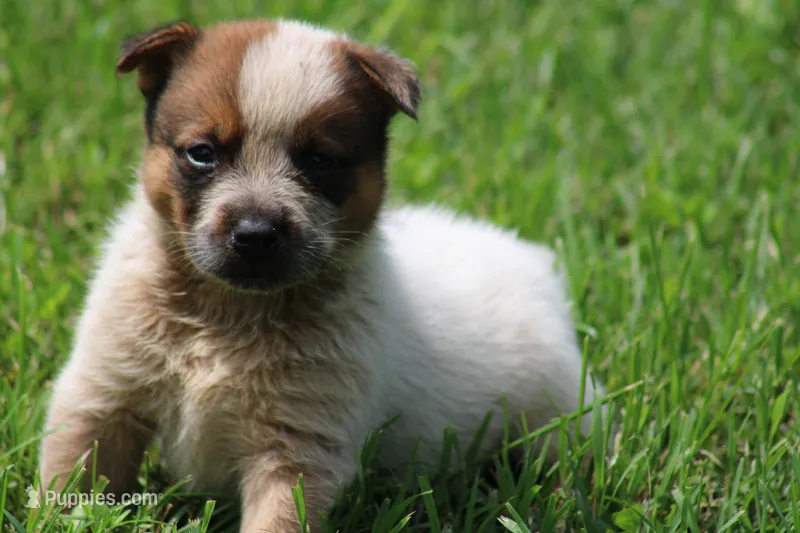 Red Female #2 – Australian Cattle Dog puppy for sale in Mount Vernon, MO