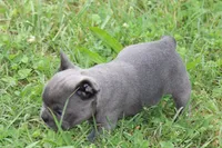 Blue Female , a female French Bulldog for sale in Mount Vernon, MO – 5 of 7