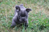 Tiny Tot, a male French Bulldog for sale in Mount Vernon, MO – 3 of 7