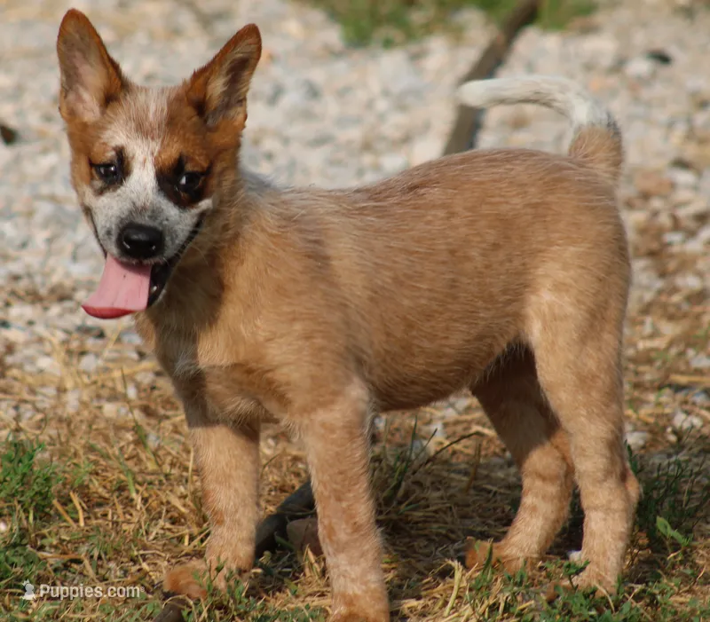 Red Female #1 – Australian Cattle Dog puppy for sale in Mount Vernon, MO