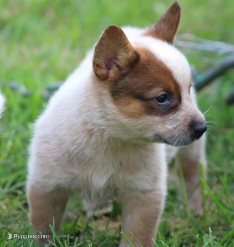 Red Female #5 – Australian Cattle Dog puppy for sale in Mount Vernon, MO