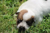 Red Female #2, a female Australian Cattle Dog for sale in Mount Vernon, MO – 4 of 8