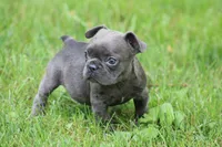 Tiny Blue Female , a female French Bulldog for sale in Mount Vernon, MO – 6 of 6