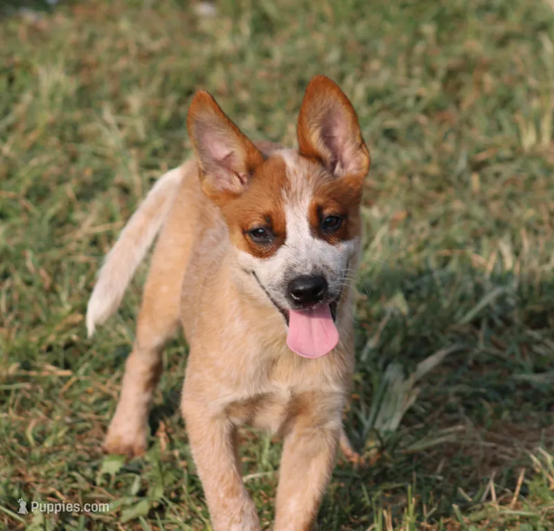 Red Female #4 – Australian Cattle Dog puppy for sale in Mount Vernon, MO